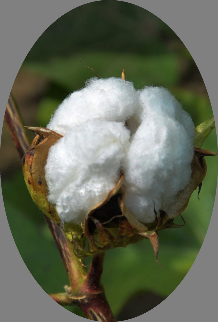 深化“放管服”改革 加强棉花质量事中事后监管保障棉花目标价格改革顺利实施
